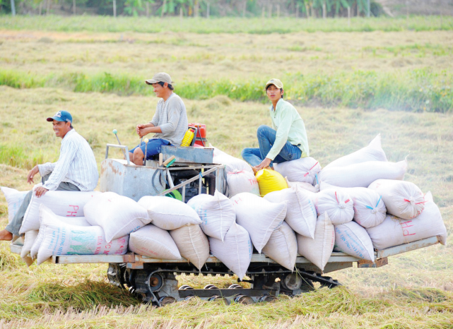 Vụ Đông - Xuân 2019 - 2020, dù hạn mặn nhưng do chủ động thời vụ, nông dân ĐBSCL vẫn được mùa, được giá