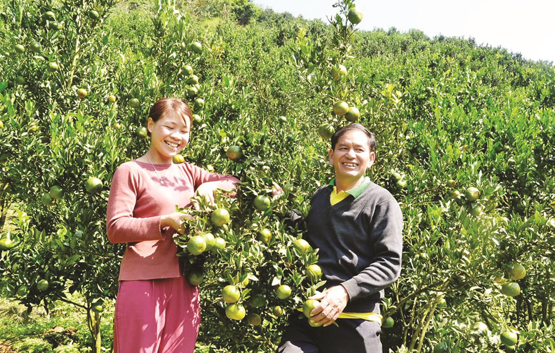 Lào Cai: Nâng cao giá trị kinh tế từ sản xuất chuyên canh
