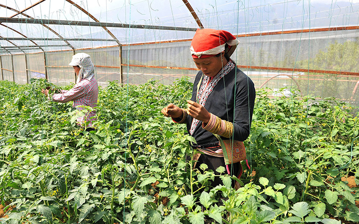 Người dân thị xã Sa Pa, tỉnh Lào Cai trồng cà chua trong nhà lưới, mang lại hiệu quả kinh tế cao. Ảnh: Đăng Khoa