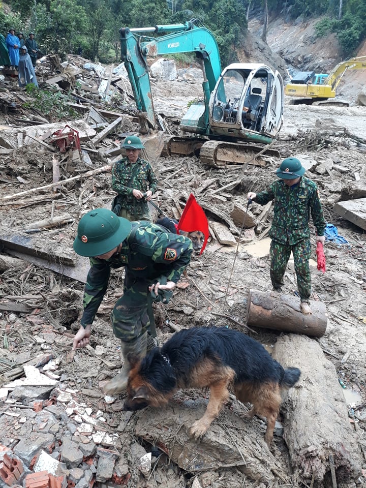 Chó nghiệp vụ tham gia tìm kiếm cứu nạn