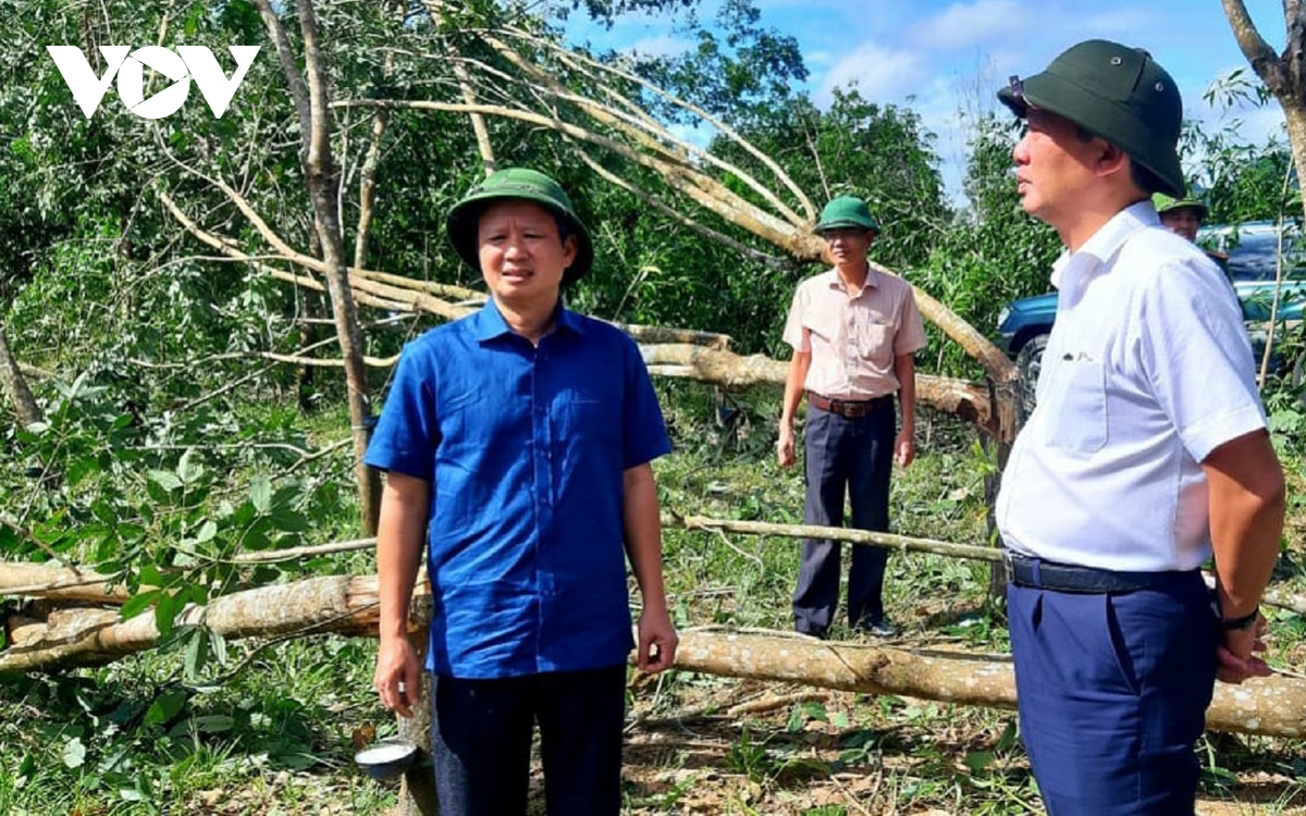 Ông Lê Trường Lưu, Bí thư Tỉnh ủy Thừa Thiên Huế kiểm tra cây cao su ở Nam Đông bị gãy đổ sau bão số 9