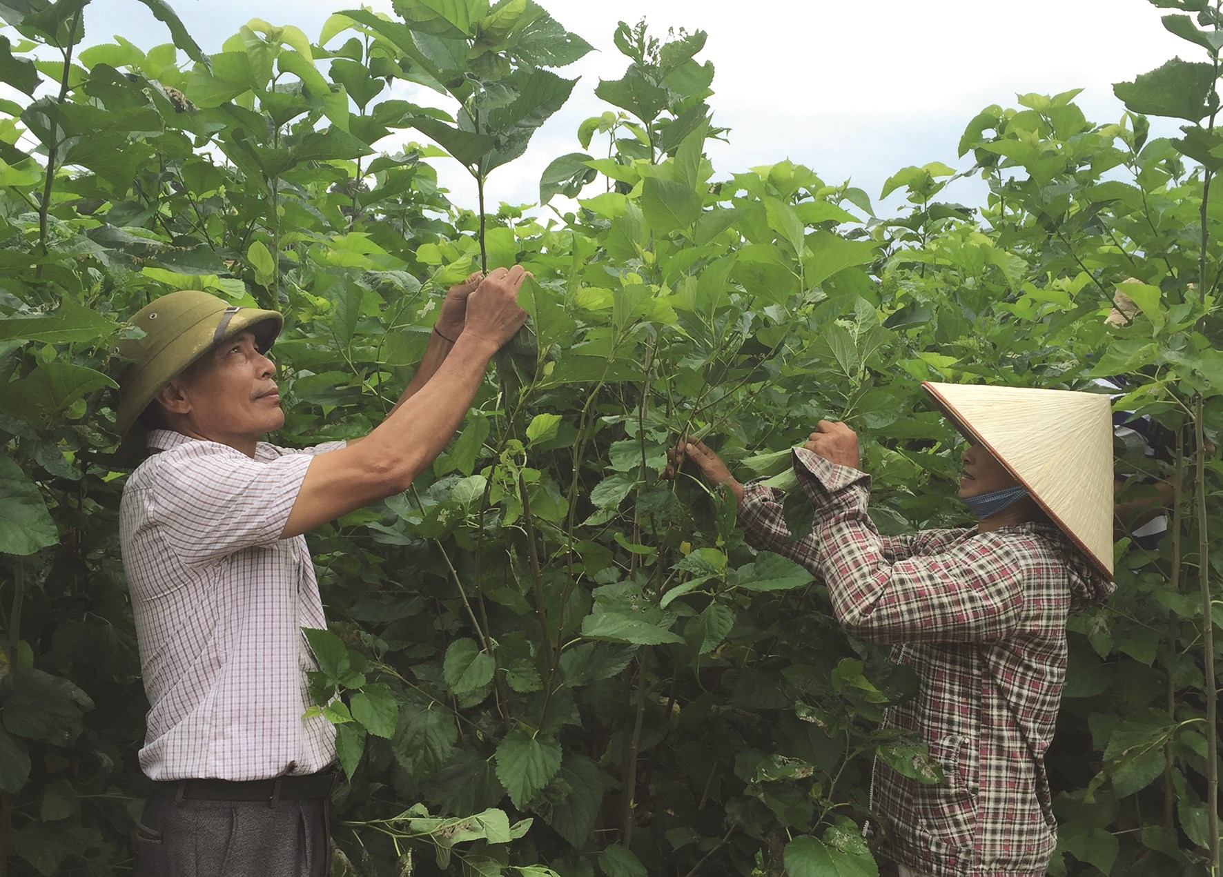 Trồng dâu nuôi tằm đang là hướng đi mới mang lại thu nhập cao cho bà con nông dân xã Việt Tiến.
