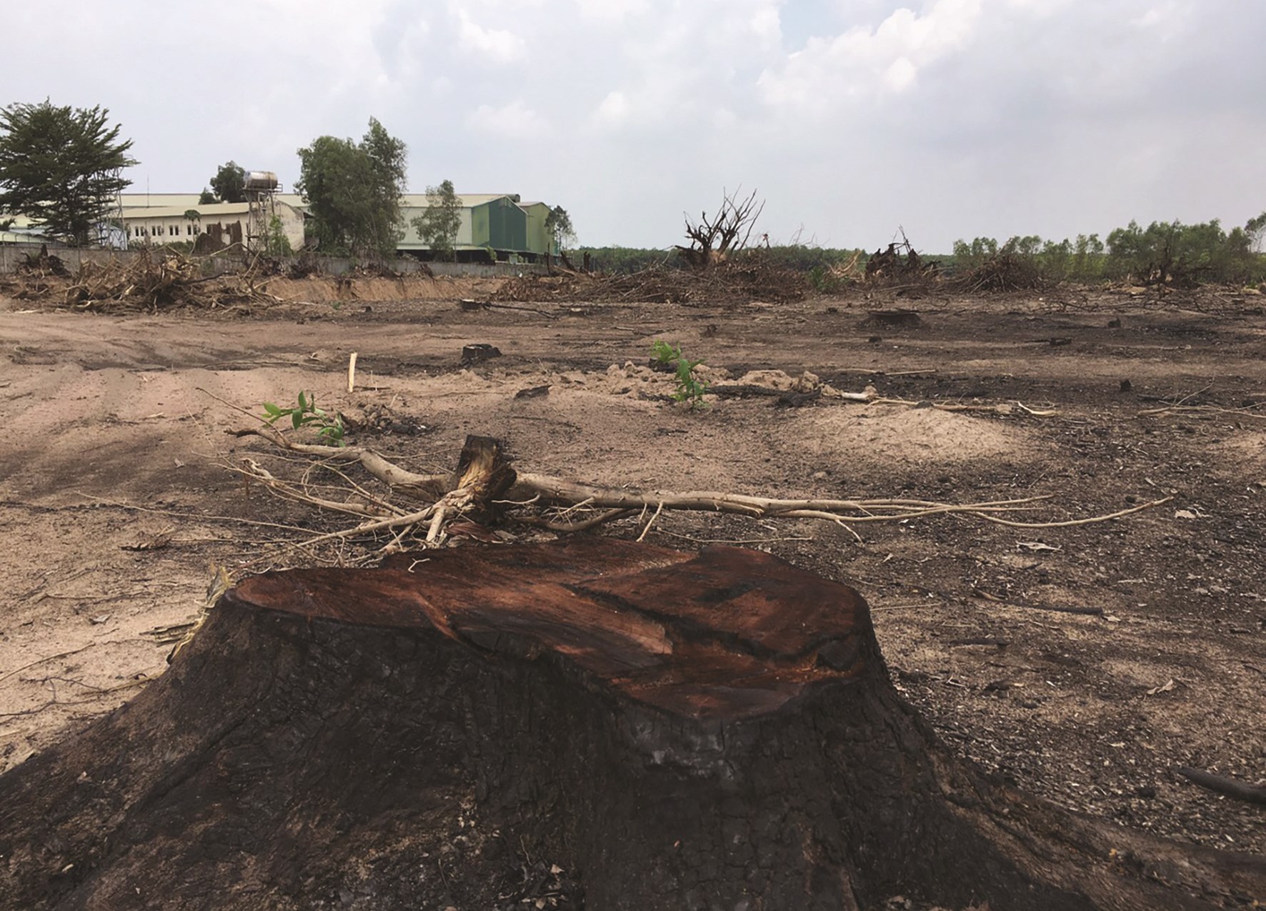 Cây rừng bị chặt phá chuyển đổi thành khu dân cư Phú An Lành.
