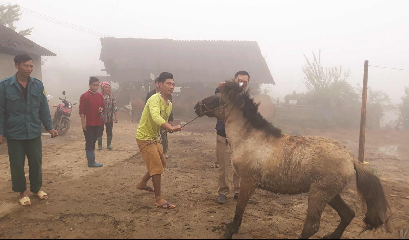 Bấm lỗ tai đánh dấu ngựa hỗ trợ đồng bào dân tộc Phù Lá, xã Lùng Phình, huyện Bắc Hà.