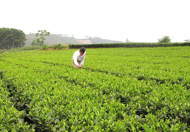 Chè là một trong những cây trồng chủ lực trong phát triển kinh tế ở huyện Thanh Sơn (Phú Thọ). Ảnh: baophutho.vn