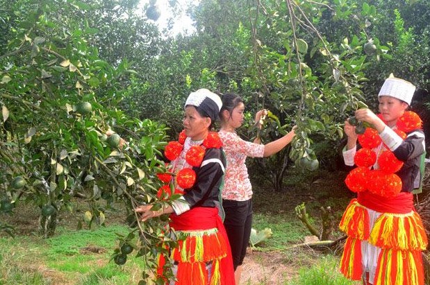 Nhiều người dân xã Trung Hà có thu nhập ổn định từ trồng cam