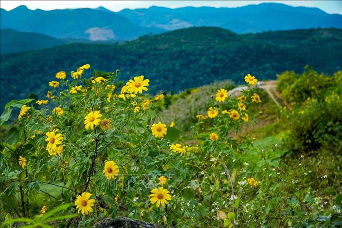 Hoa dã quỳ phủ vàng khắp núi đồi Điện Biên
