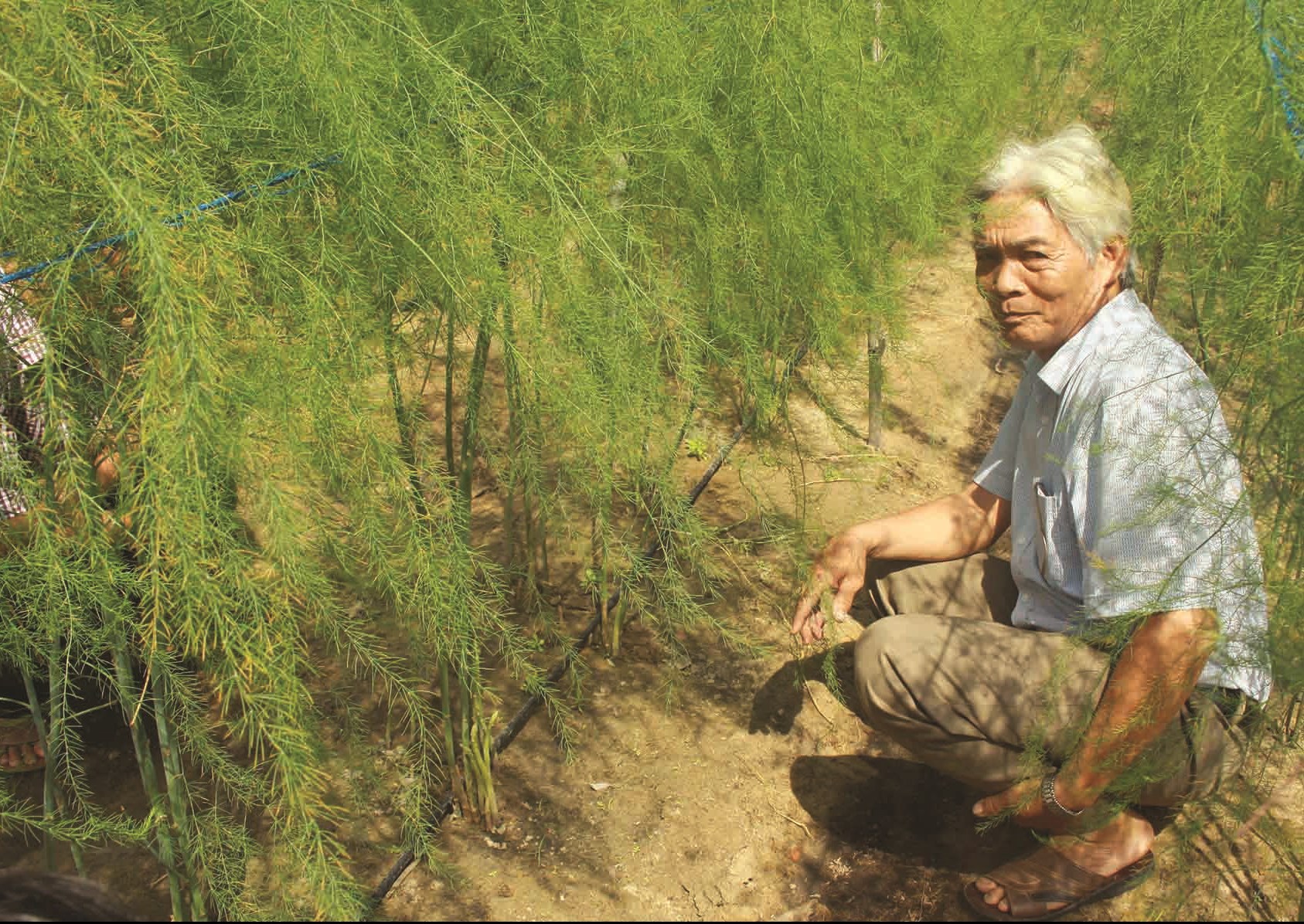 Ông Phạm Số, Giám đốc HTX Nông nghiệp 1 Bình Trung, với mô hình trồng măng tây xanh phát triển tốt