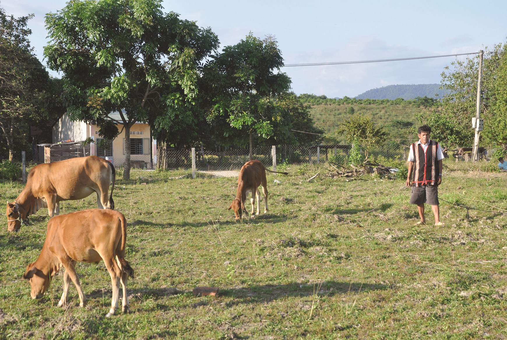 Người dân làng Le phát triển chăn nuôi gia súc