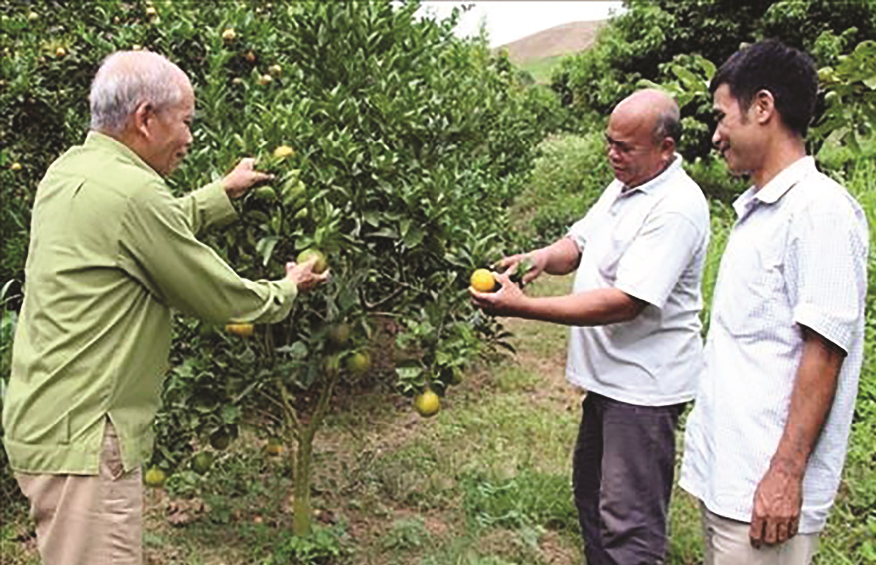 Ông Quảng Văn Hó (bên trái) chia sẻ kinh nghiệm trồng cây ăn quả với người dân địa phương