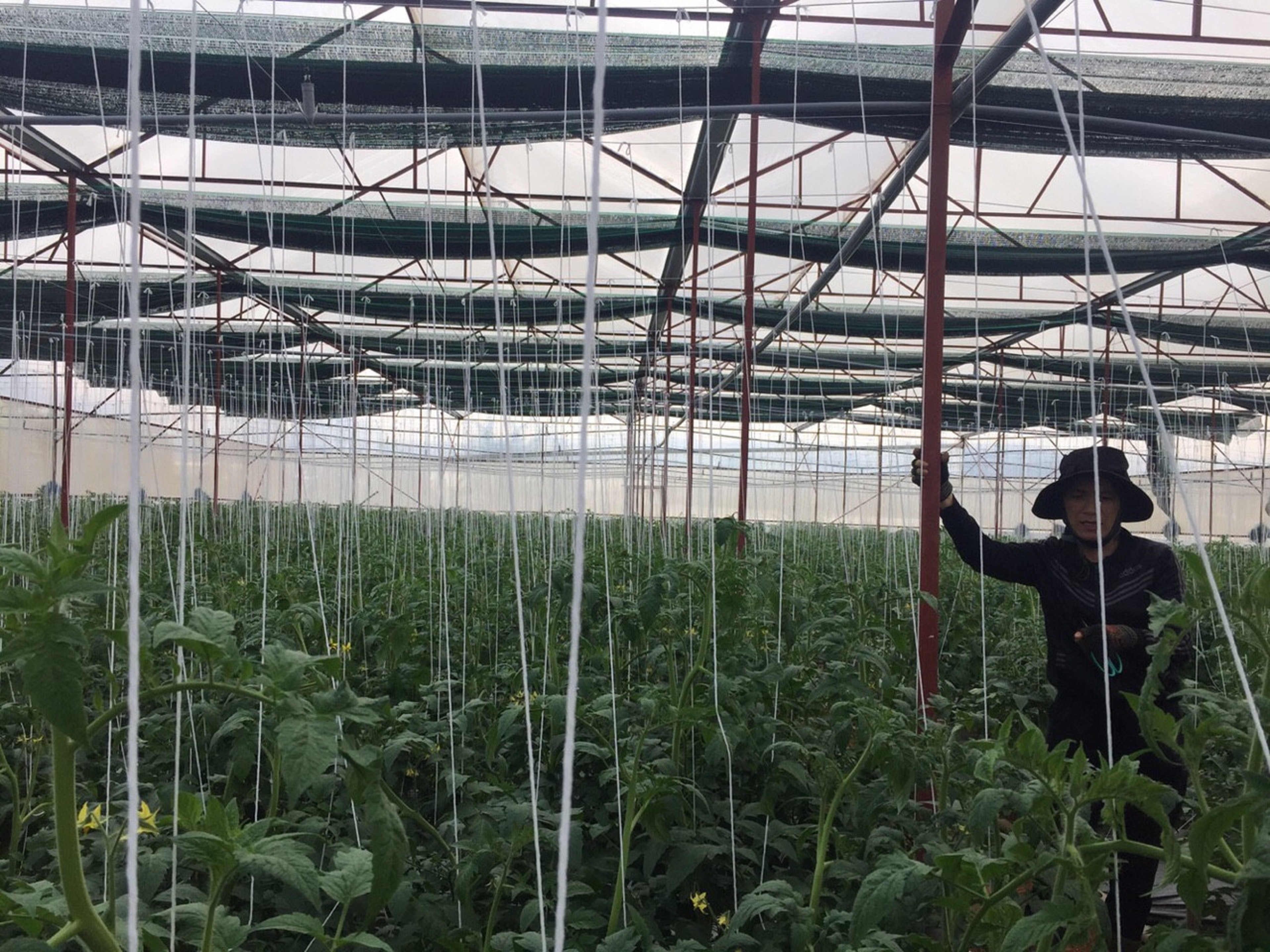 Những vườn rau củ quả, áp dụng công nghệ cao đã góp phần tăng thu nhập và ổn định kinh tế của bà con đồng bào DTTS ở Tà Hine.