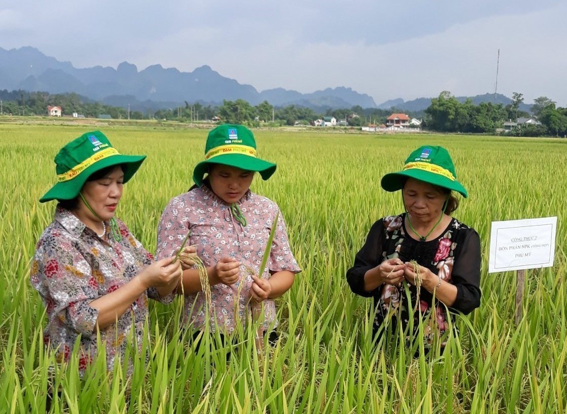 Đề tài phục tráng giống lúa nếp hương tại huyện Trùng Khánh, tỉnh Cao Bằng đã có kết quả bước đầu