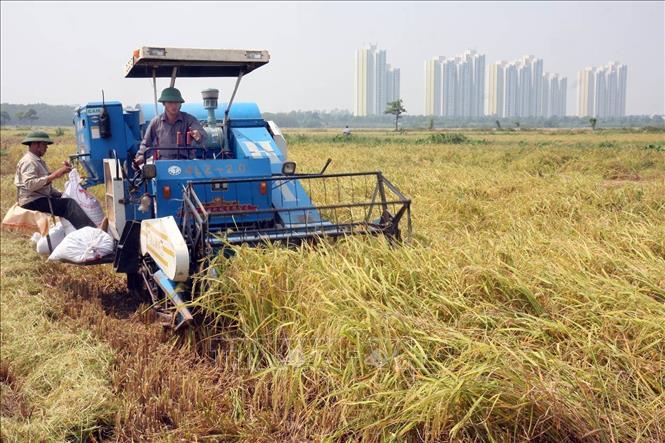 Cơ giới hóa đồng bộ trong sản xuất nông nghiệp, giảm chi phí, tăng năng suất lao động theo tiêu chí xây dựng nông thôn mới ở xã Đa Tốn, huyện Gia Lâm. Ảnh: TTXVN