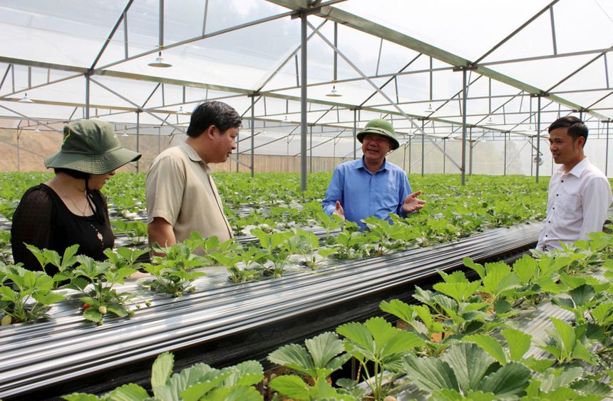 Nông nghiệp thị xã Phổ Yên đang được phát triển theo hướng công nghệ cao (Ảnh: TL)
