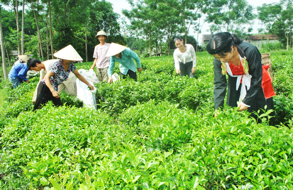 Cây chè - một trong những loại cây "đặc sản" giúp giảm nghèo bền vững ở Thái Nguyên