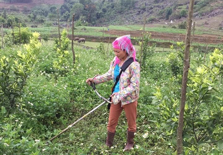 Người dân Tuyên Quang sử dụng tiến bộ khoa học công nghệ vào sản xuất nông nghiệp
