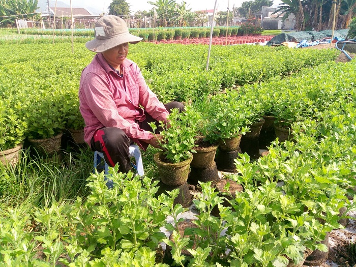  Anh Nguyễn Văn Tâm, Làng hoa Kim Dinh đang chăm sóc các chậu hoa của gia đình