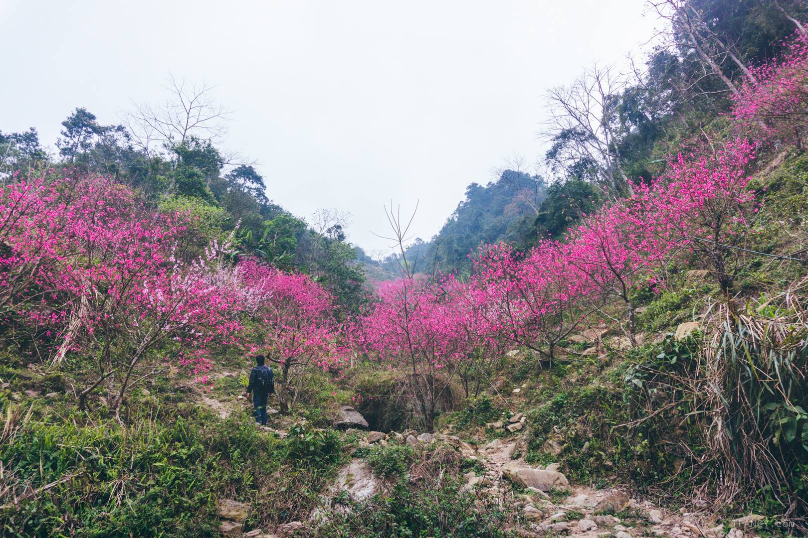 Hoa đào là biểu tượng của sự may mắn và thịnh vượng trong văn hóa Việt Nam. Hãy xem hình ảnh của hoa đào để cảm nhận vẻ đẹp tuyệt vời của loài hoa này và tận hưởng niềm hạnh phúc và sự may mắn mà nó mang lại.