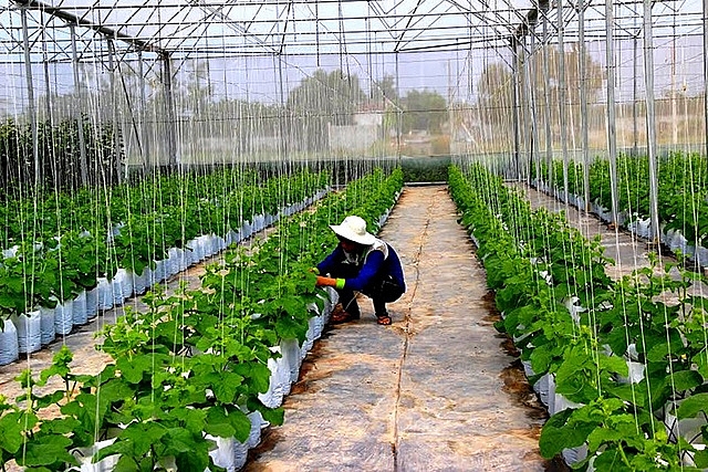 Tây Ninh triển khai nhân rộng các mô hình sản xuất nông nghiệp hữu cơ.
