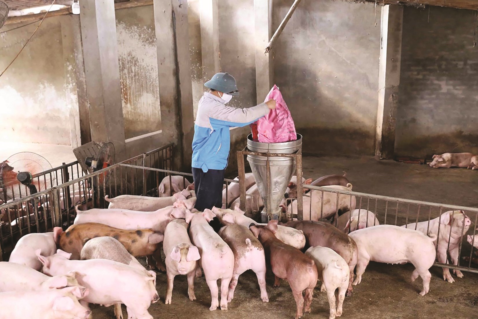 Tình hình tái đàn lợn đạt kết quả tốt sẽ bảo đảm cung - cầu nguồn thịt cho thị trường