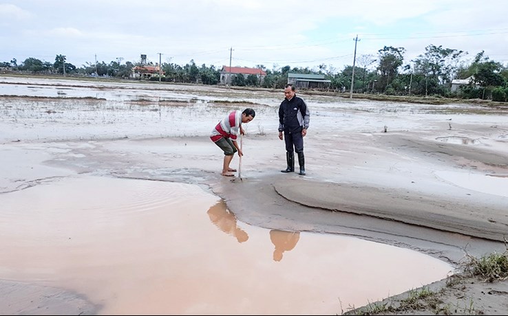 Nhiều diện tích đồng ruộng ở Triệu Phong (Quảng Trị) bị cát bồi lấp sau lũ lụt.