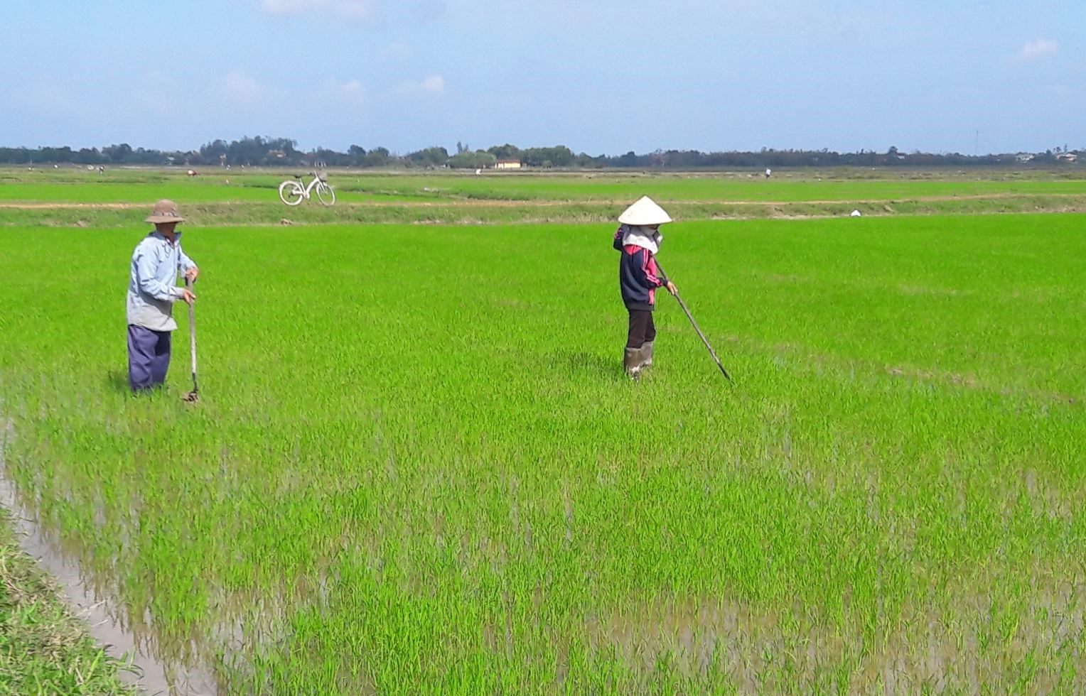 Các tỉnh miền Trung đang cần hỗ trợ 5.600 tấn giống lúa để triển khai vụ Đông - Xuân dự kiến vào giữa tháng 12 tới.