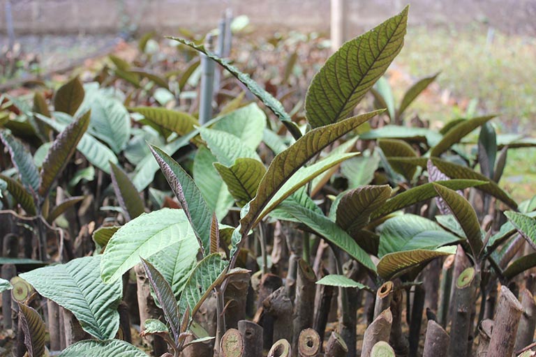Bài thuốc chữa bệnh từ cây khôi nhung (lá khôi tía) | Báo Dân tộc và Phát triển