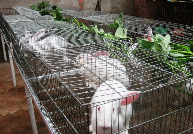 Để có mô hình nuôi thỏ mang lại hiệu quả thực sự cần phải nắm vững các bước kỹ thuật nuôi thỏ thịt. Ảnh minh họa 