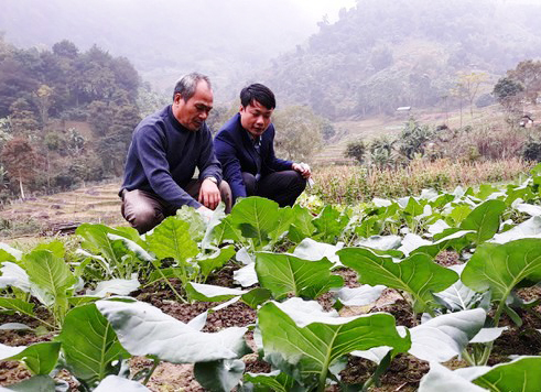 Mô hình sản xuất rau sạch ở xã NTM Hữu Kiệm, huyện Kì Sơn mở ra hướng phát triển kinh tế mới cho người dân địa phương