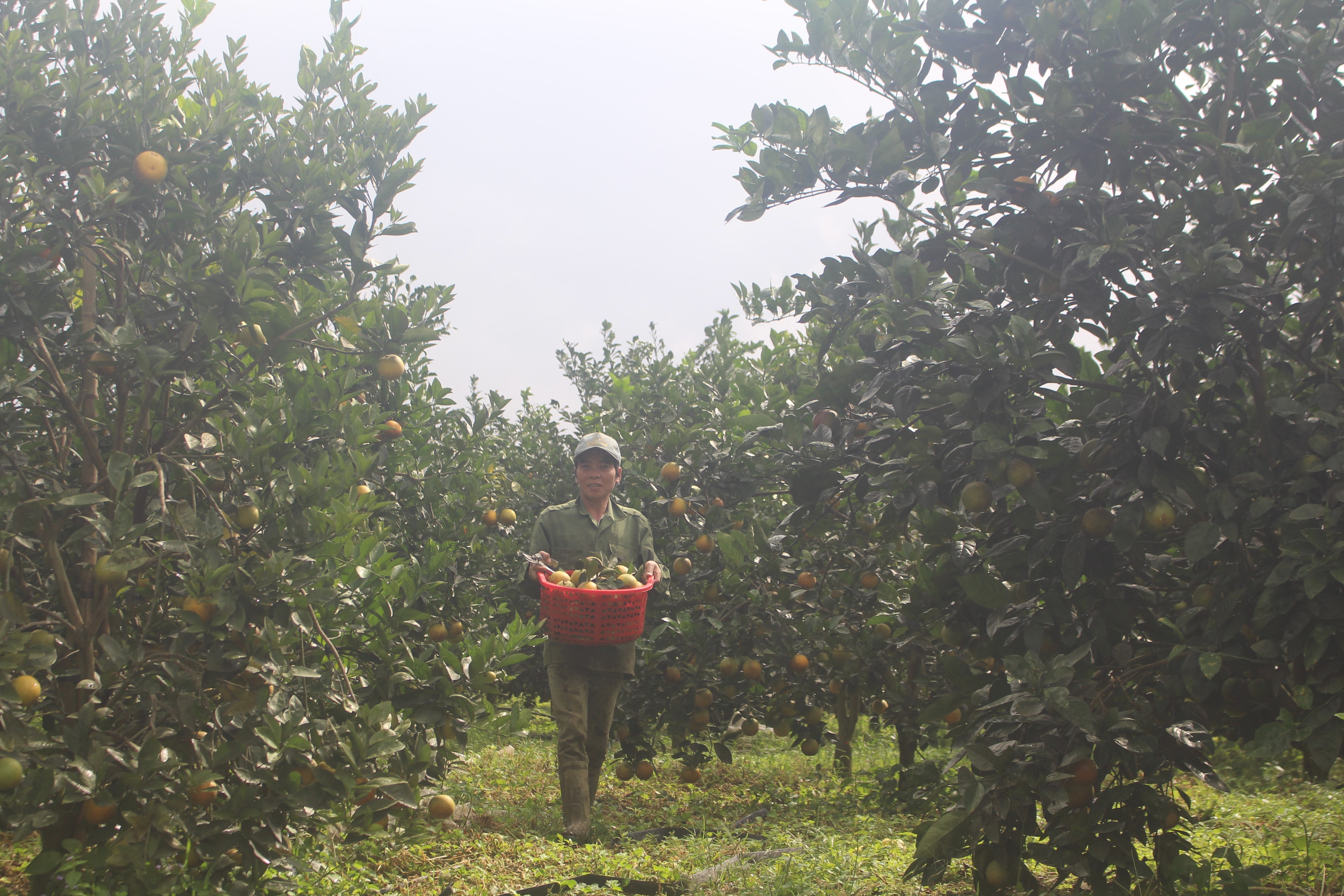 Năm 2020, Xuân Hòa đã xây dựng thành công sản phẩm cây ăn quả đạt tiêu chuẩn OCOP 3 sao cấp tỉnh.