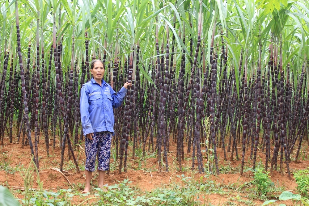 Mô hình trồng mía ở xã Kim Tân, huyện Thạch Thành 