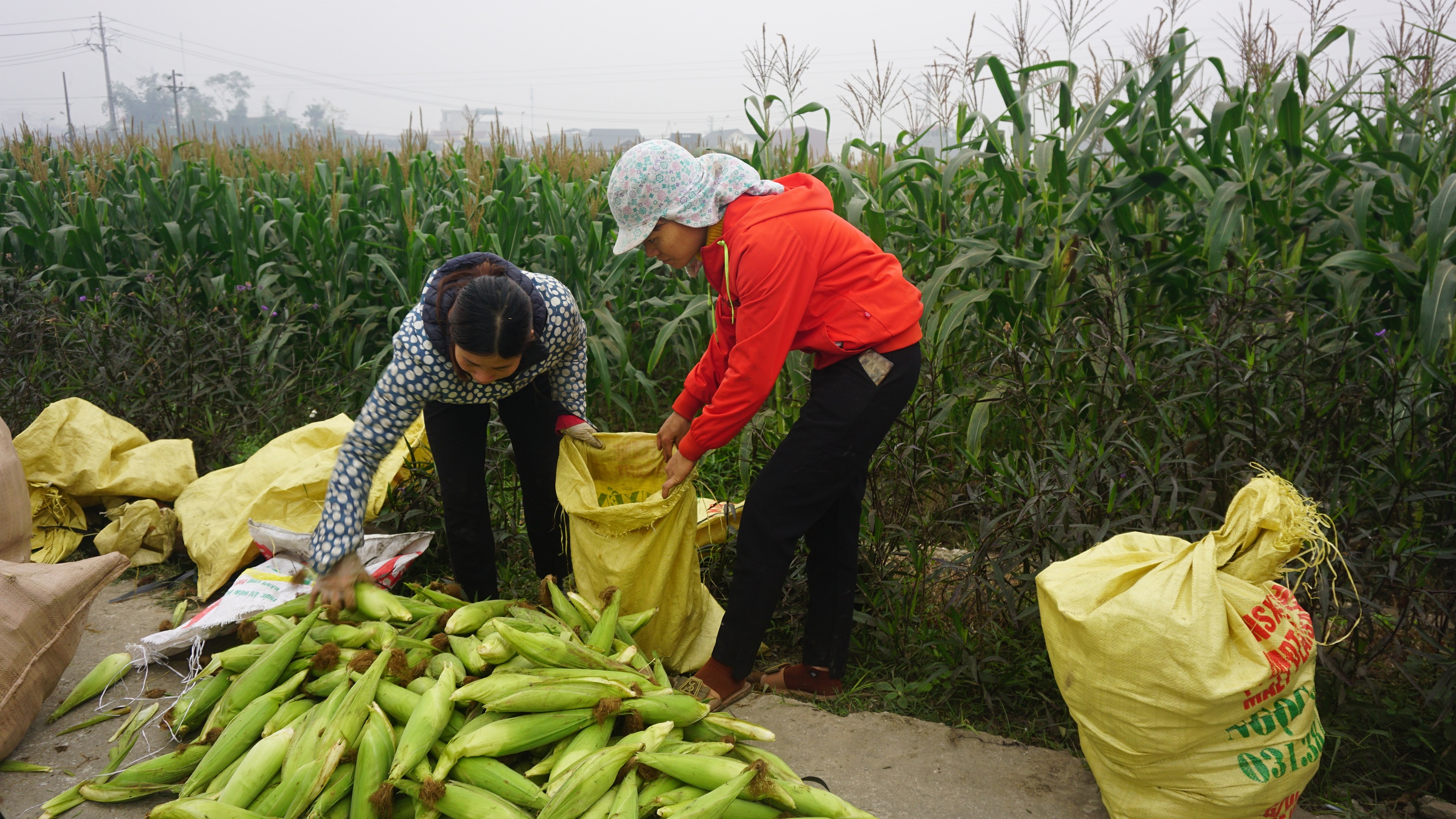 Gia đình chị Vân (áo cam) thu hàng chục triệu đồng từ trồng ngô nếp, khoai lang…vụ đông 