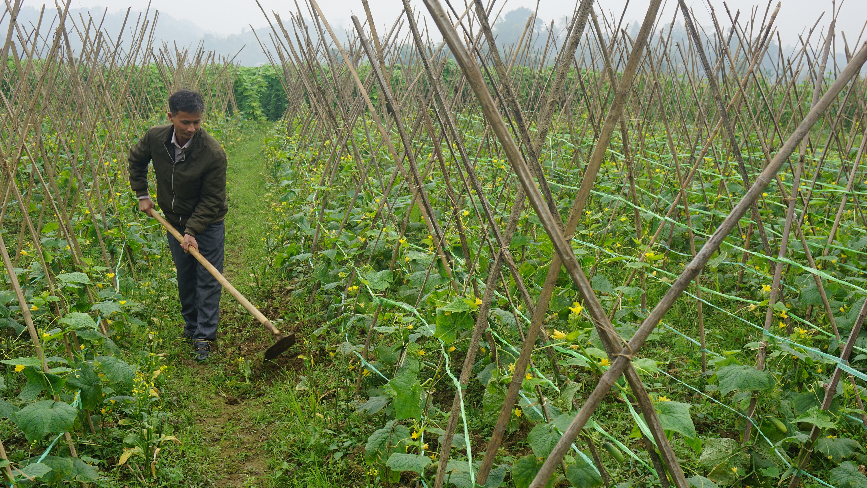 Vụ đông năm nay, huyện Văn Bàn gieo trồng trên 2 nghìn héc ta cây trồng các loại với giá trị kinh tế cao