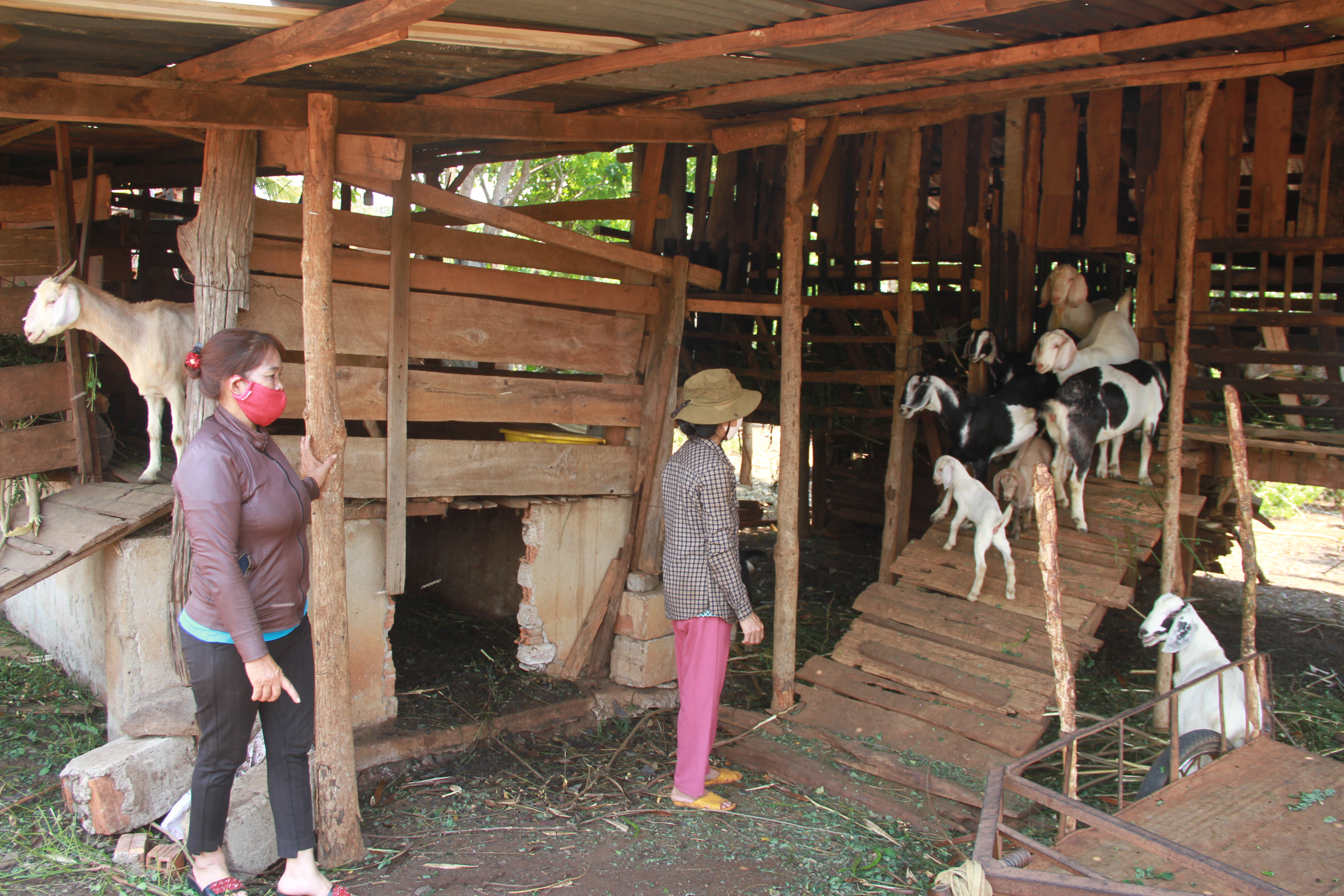 Một hộ dân ở huyện Cư M’Gar tỉnh Đăk Lăk phát triển đàn dê từ nguồn vốn Ngân hàng CHXH