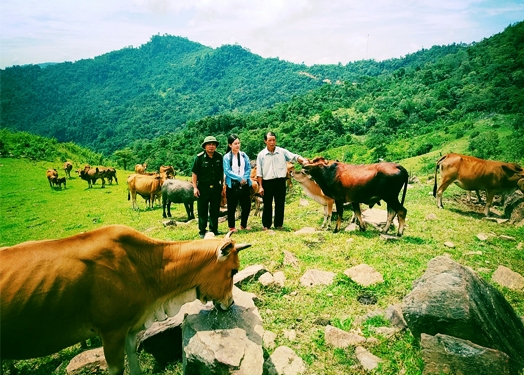 Mô hình chăn nuôi đại gia súc phát triển đã mở ra hướng thoát nghèo cho đồng bào các DTTS miền Tây xứ Nghệ