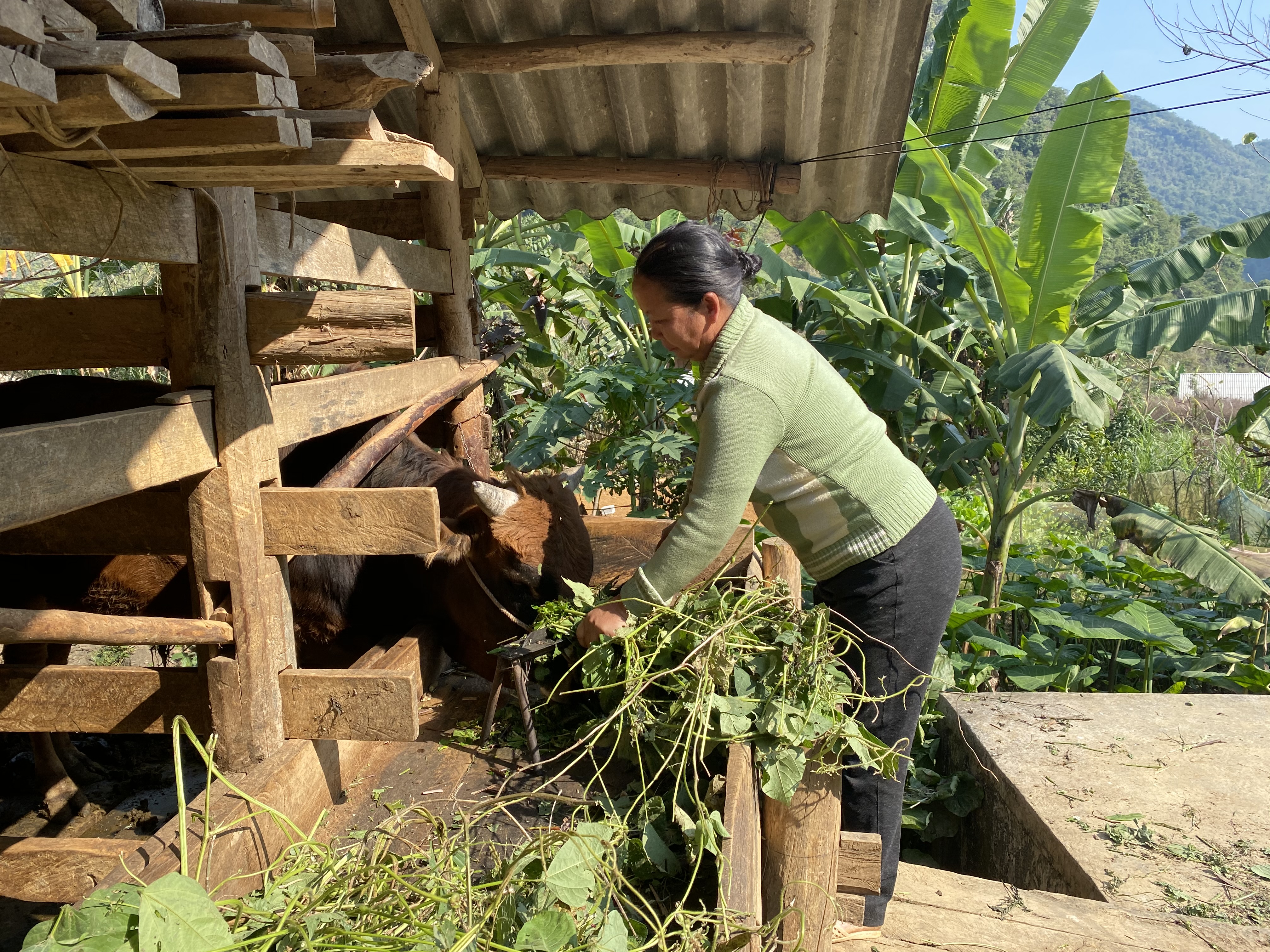 Hỗ trợ sản xuất với các loại giống cây trồng, vật nuôi phù hợp đã tạo điều kiện giúp đồng bào DTTS ở Hà Quảng có cơ hội vươn lên thoát nghèo.