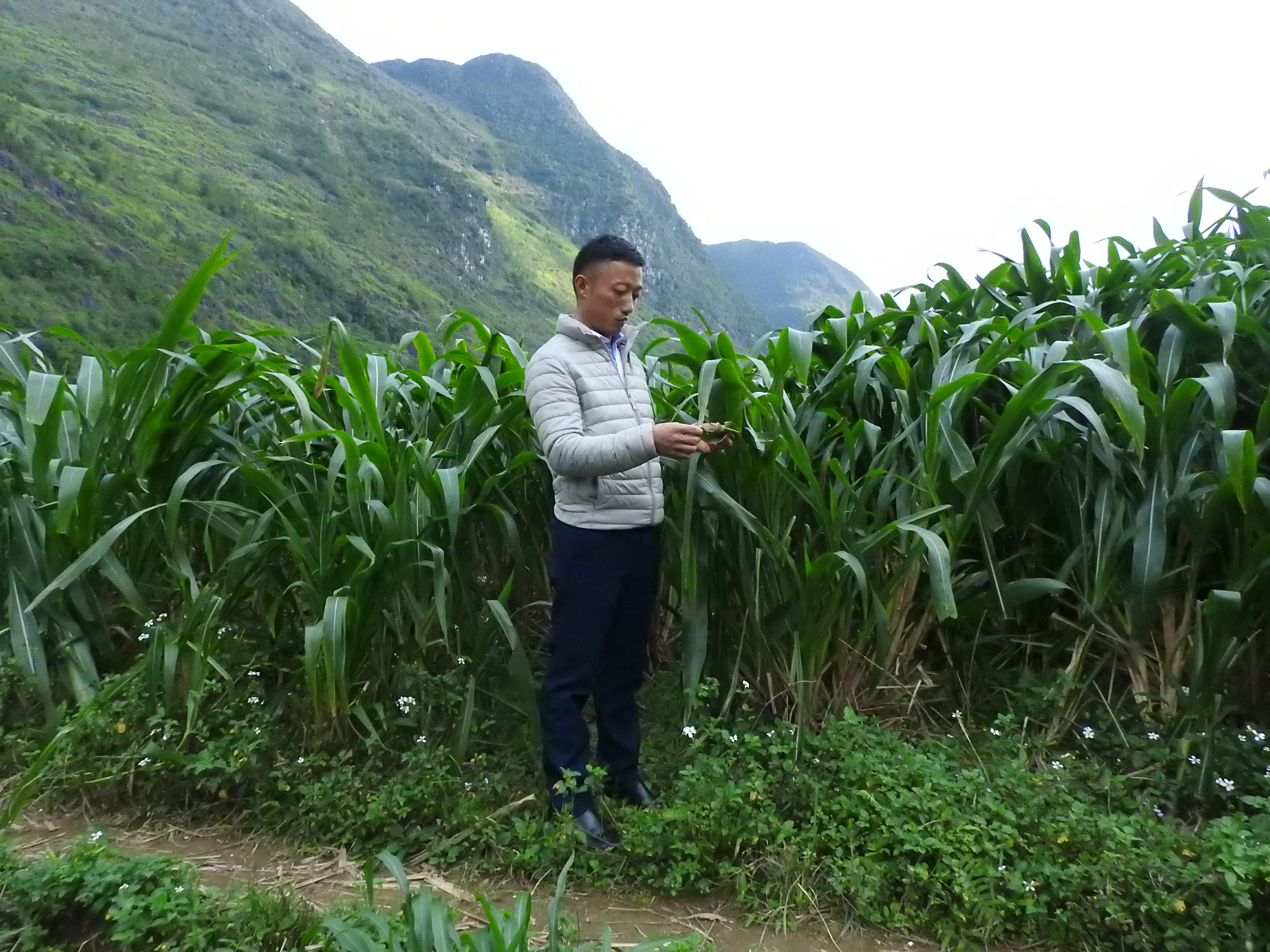 Đồng chí Vàng Mí Trạng, Phó Bí thư Đảng ủy xã Pả Vi bên cánh đồng cỏ làm thức ăn cho trâu, bò