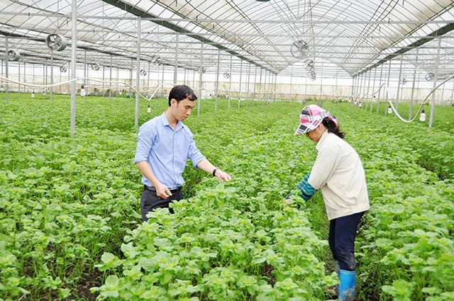 Sản xuất an toàn giúp các mô hình sản xuất rau an toàn tỉnh Bắc Ninh có hiệu quả cao.