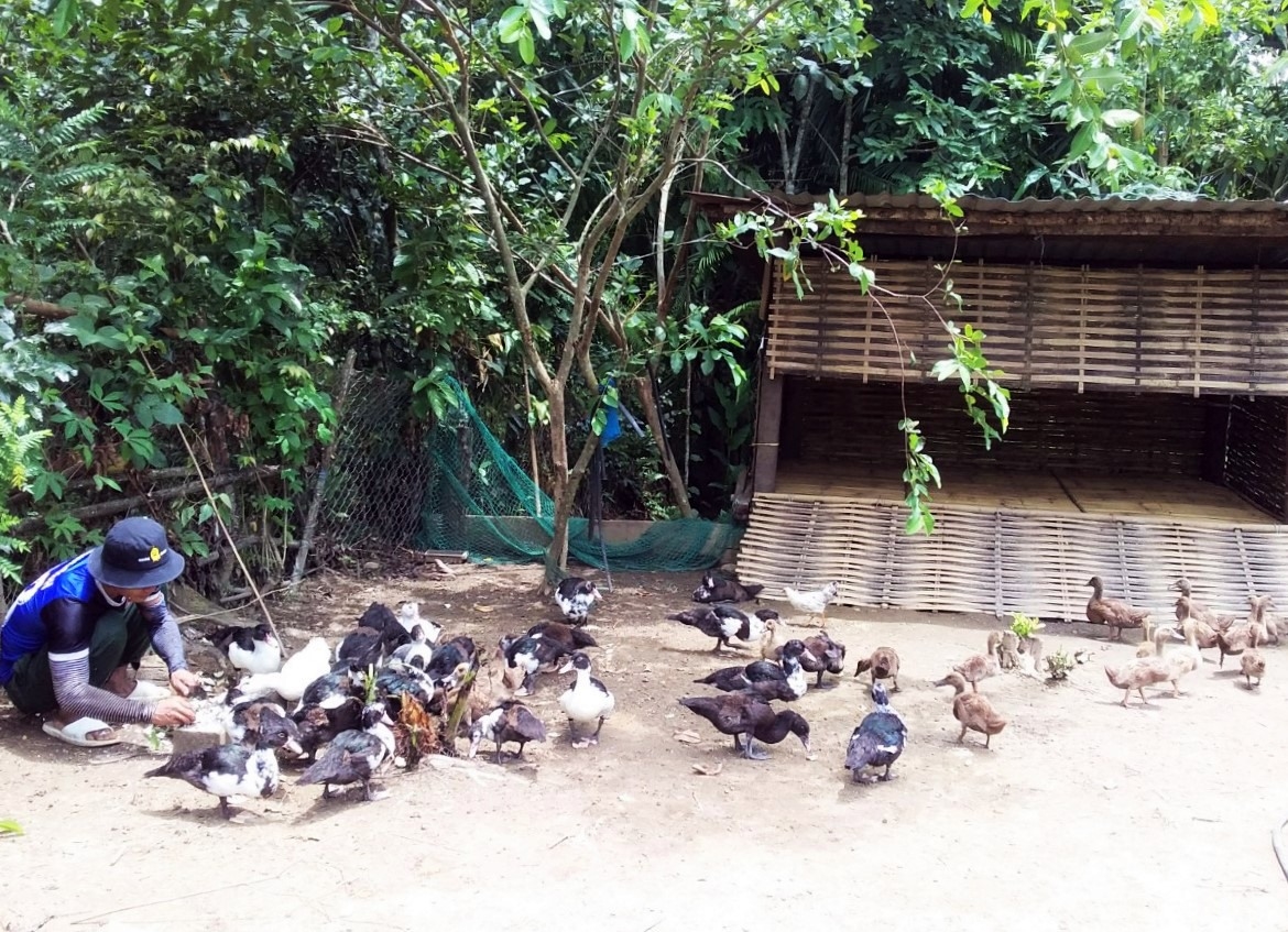  Mô hình chăn nuôi gà từ chương trình “Không còn nạn đói” ở thôn K8, xã Sông Kôn, huyện Đông Giang, tỉnh Quảng Nam (Ảnh TL)