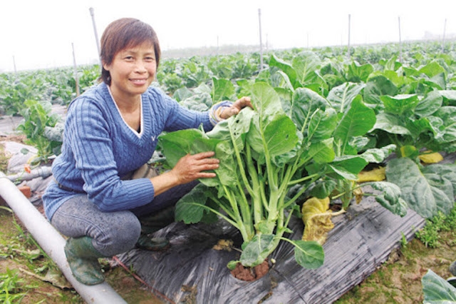 Chị Đặng Thị Cuối, Giám đốc HTX rau hữu cơ Cuối Quý bên trang trại nông sản sạch được công nhận OCOP đạt chất lượng 3 sao cấp Thành phố.