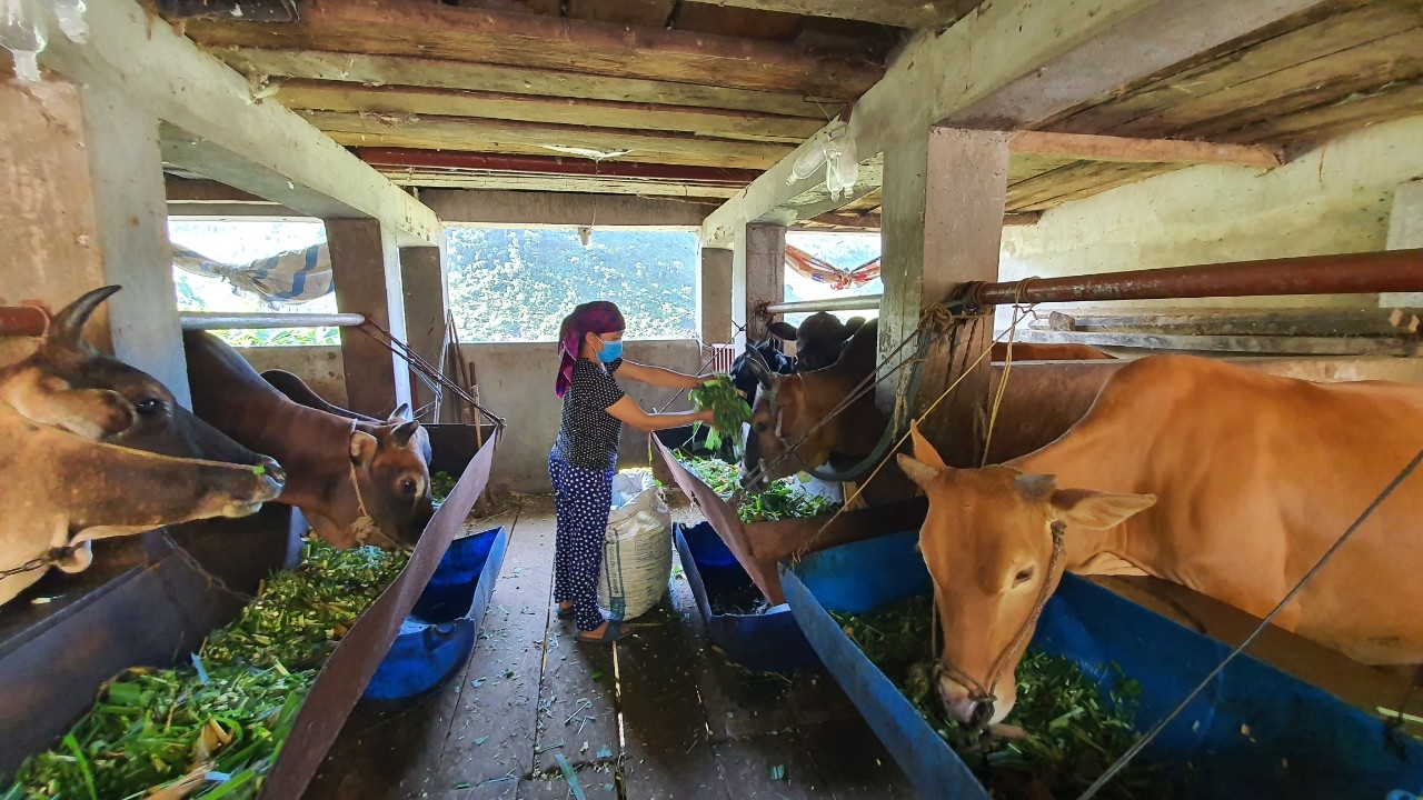 Chị Thò Thị Già đang chăm sóc cho đàn bò.
