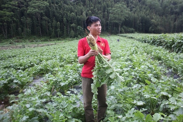 Xã viên bên vườn trồng củ cải Hàn Quốc ở HTX Rau an toàn Quyết Chiến
