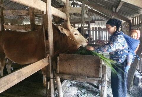 Chị Lầu Thị Hoa giúp gia đình thoát nghèo nhờ chuyển hướng sang chăn nuôi trâu, bò. 