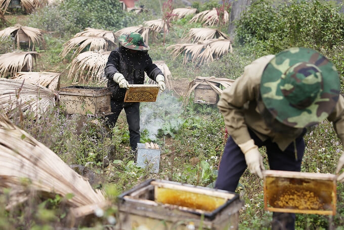 Nuôi ong áp dụng khoa học kỹ thuật là điểm mạnh của HTX Hoa Bạc Hà.