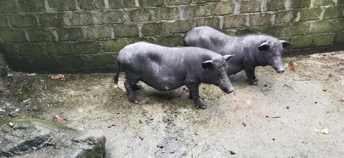 Lợn đen đặc sản của tỉnh Tuyên Quang