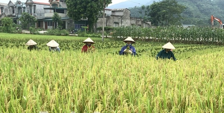 Người dân thôn Làng Mòi, xã Yên Nguyên (Chiêm Hóa) gieo cấy lúa VNR20 chất lượng cho năng suất, giá trị cao