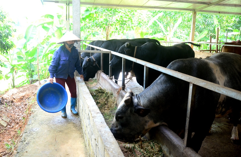 Thành viên HTX chăn nuôi trâu, bò sạch xã Thái Sơn (Hàm Yên) liên kết chăn nuôi trâu, bò vỗ béo đem lại lợi nhuận cao.