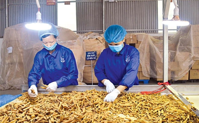 Xử lý nguyên liệu chế biến tại HTX Quế hồi Việt Nam, xã Đào Thịnh, huyện Trấn Yên.