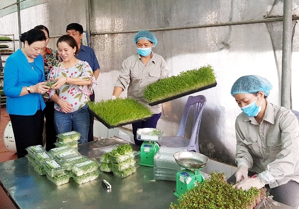 Rau mầm của HTX sản xuất và dịch vụ nông nghiệp Thanh Hà là một trong những sản phẩm được người tiêu dùng ưa chuộng hiện nay.