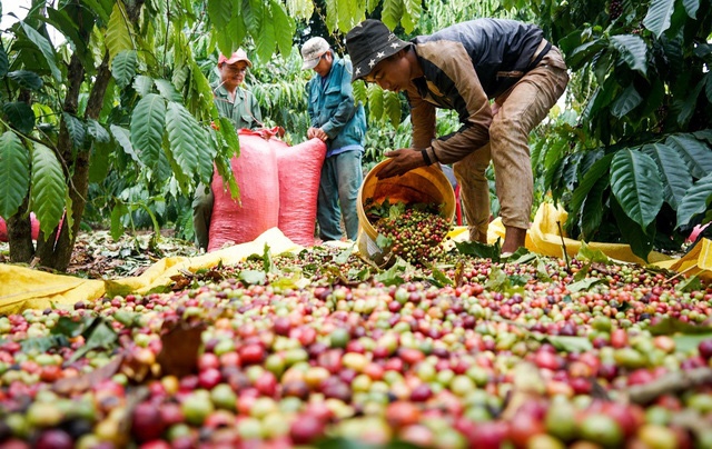Việc thu hái, sơ chế và bảo quản cà phê chủ động sẽ góp phần tăng chất lượng sản phẩm